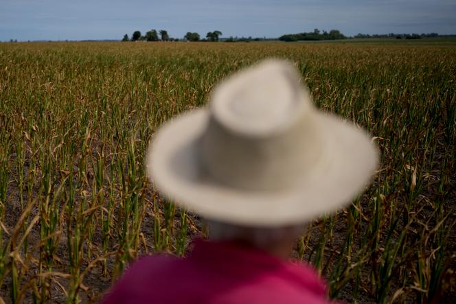 Pampa : Un Voyage Littéraire et Politique