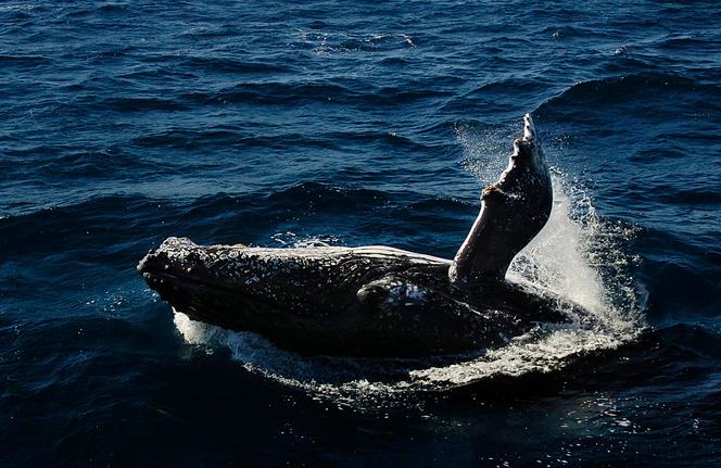 Comportements post mortem chez les baleines observés en Australie