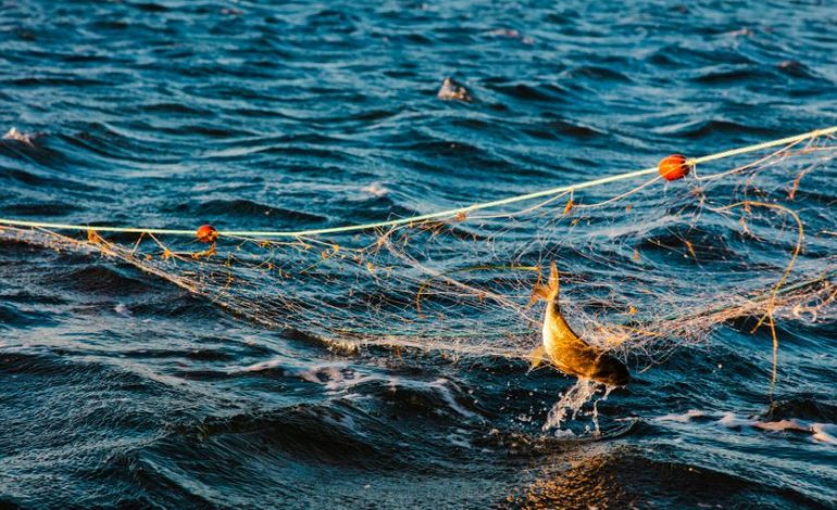 Négociations sur le Plan de Pêche en Méditerranée : Engagements et Défis