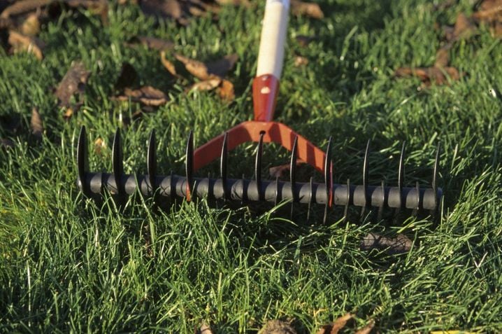 Comment redonner vie à votre pelouse après un été sec