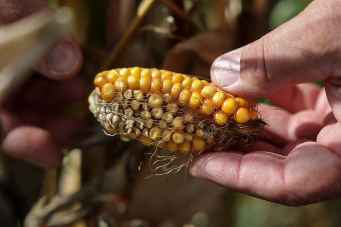 L&rsquo;impact de la sécheresse sur l&rsquo;agriculture française