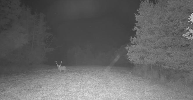 Le retour du Brame du cerf, un live animalier captivant