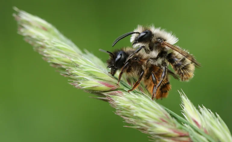 La vie solitaire des abeilles sauvages : Une réalité méconnue