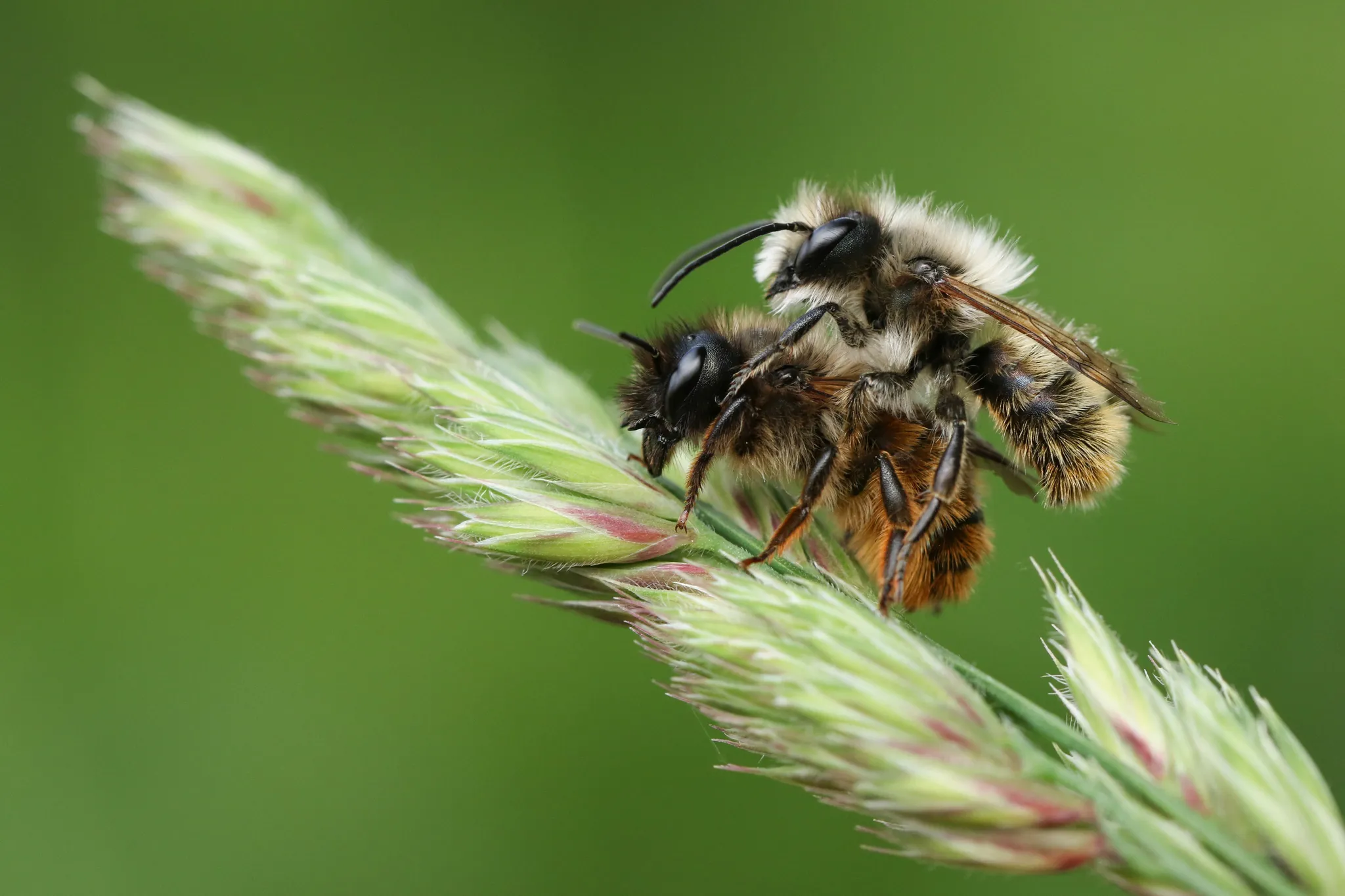 La vie solitaire des abeilles sauvages : Une réalité méconnue
