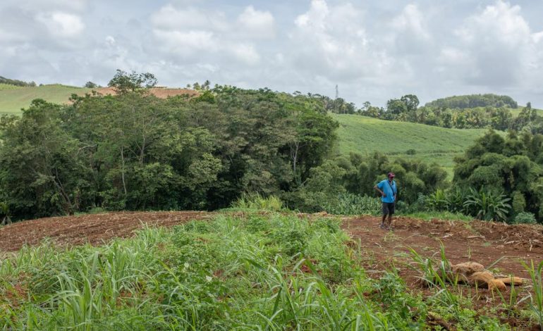 Mesures d&rsquo;urgence pour l&rsquo;agriculture en Martinique