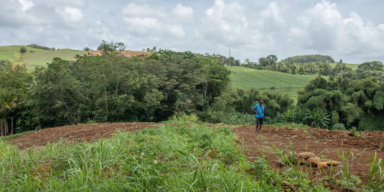 Mesures d&rsquo;urgence pour l&rsquo;agriculture en Martinique