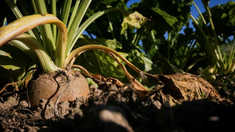 Les Défis Actuels des Agriculteurs Betteraviers de l&rsquo;Aube