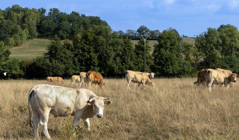 Propagation du virus Shamonda dans les élevages bovins en France