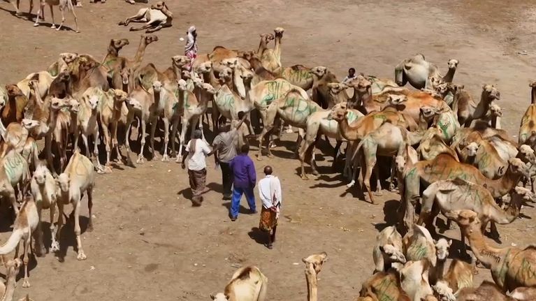 Le Somaliland : un État non reconnu plein de contradictions