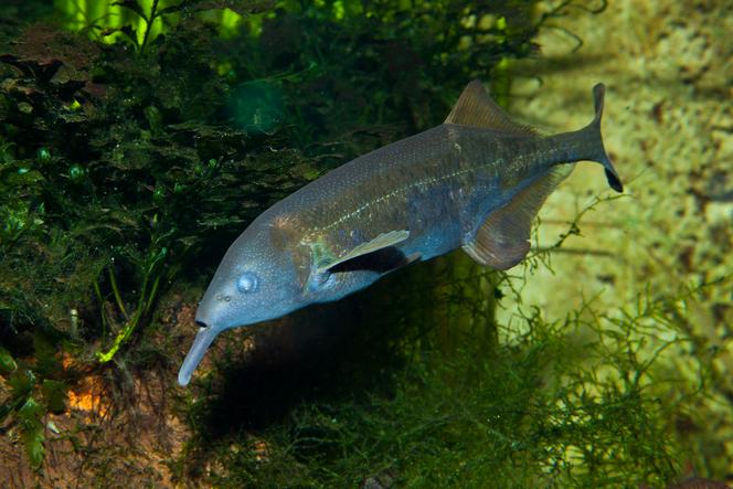 Analyse des Connexions Neuronales du Poisson-Éléphant