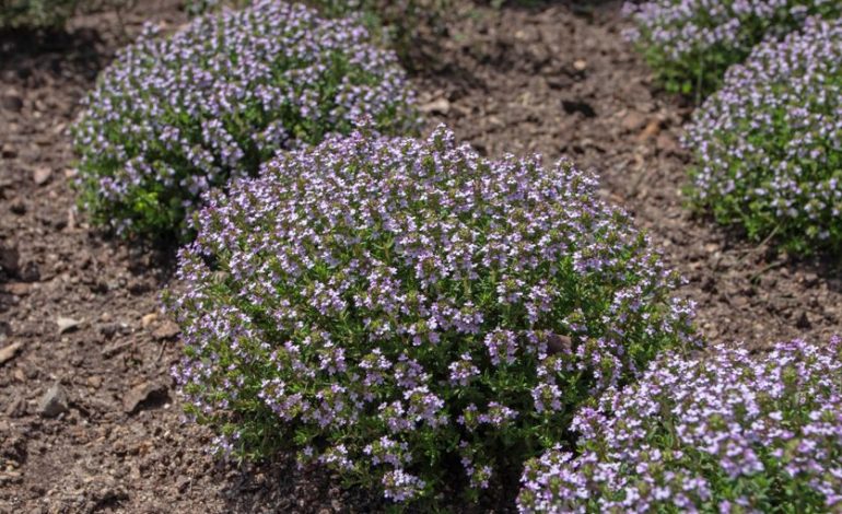 Le thym buissonnant : une plante vivace pleine de charme
