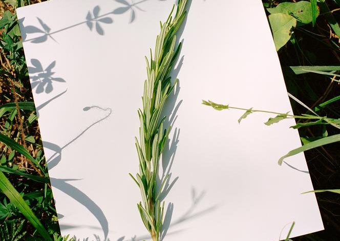 Le romarin : un atout floral méconnu mais puissant
