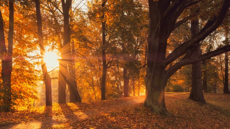 Début de l&rsquo;automne météorologique dans l&rsquo;hémisphère Nord