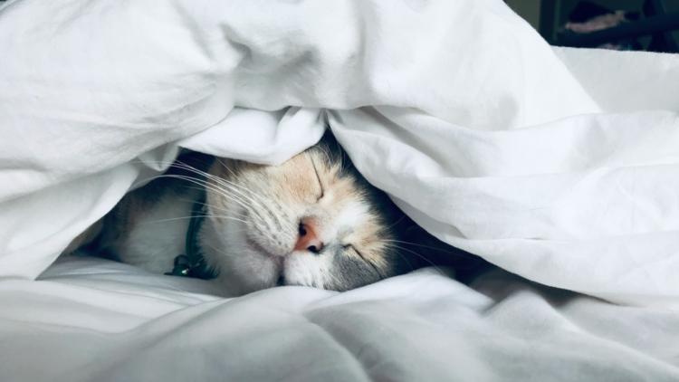 Les races de chats idéales pour la vie en appartement