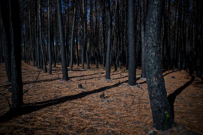 Mégafeu en Gironde: Retour sur l&rsquo;incendie de Saumos