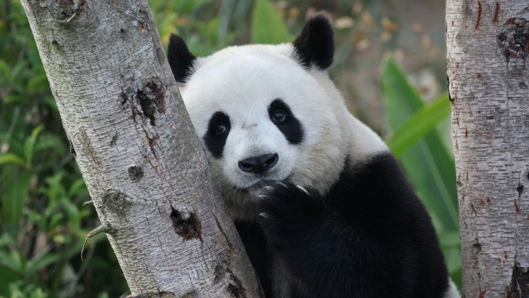 L&rsquo;arrivée symbolique de pandas géants aux États-Unis