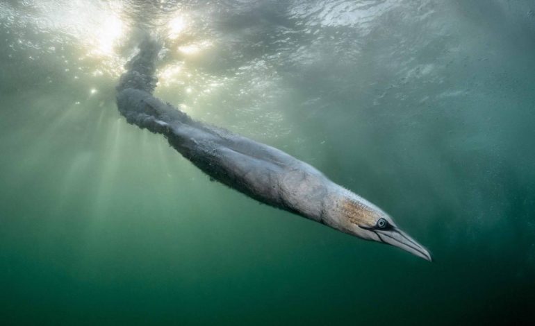 Photographie ornithologique primée lors du Bird Photographer of the Year 2026
