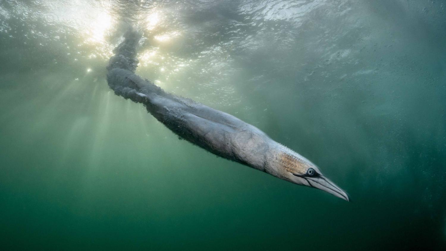 Photographie ornithologique primée lors du Bird Photographer of the Year 2026
