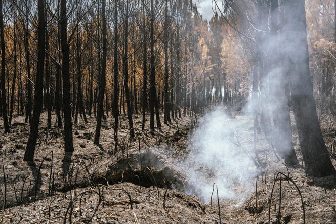 Incendies et émissions de carbone : un défi croissant pour la France