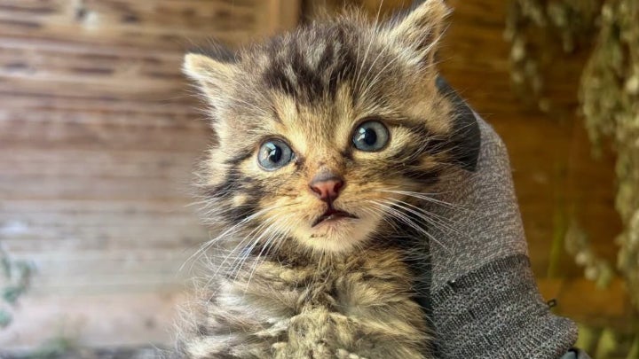 Un sauvetage inattendu d&rsquo;un chat forestier d&rsquo;Europe