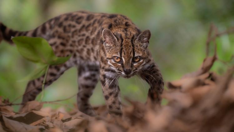 Une nouvelle espèce de félin identifiée en Bolivie