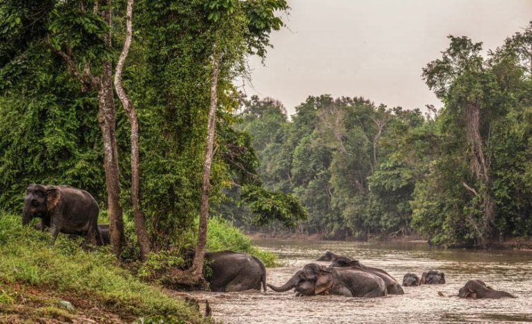 Protection des éléphants de Bornéo par de nouveaux corridors