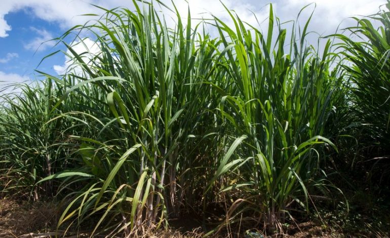 Sécheresse et avenir incertain pour les planteurs de cannes à sucre en Guadeloupe