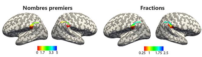 Étude des représentations numériques dans le cerveau humain