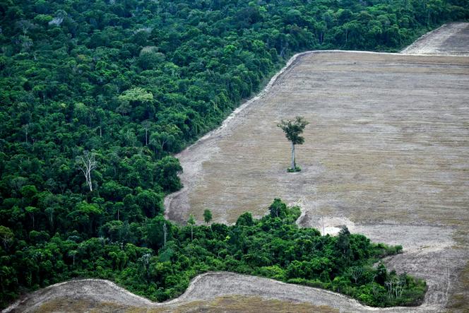 Rapport sur la déforestation : un ralentissement global en 2025