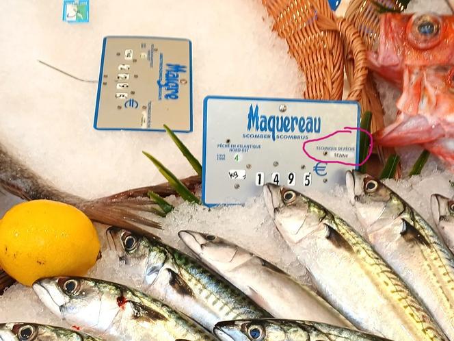 Les techniques de pêche : un voyage linguistique et historique