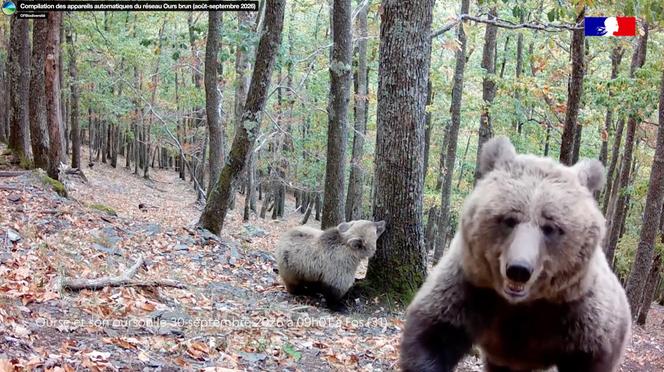 Les ours des Pyrénées: une population en augmentation mais vulnérable