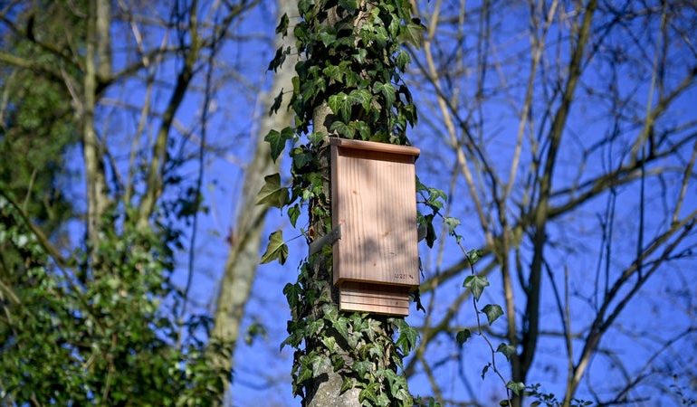 Suresnes évalue l&rsquo;efficacité des nichoirs à chauves-souris contre les moustiques tigres