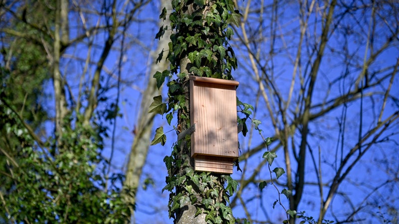 Suresnes évalue l&rsquo;efficacité des nichoirs à chauves-souris contre les moustiques tigres