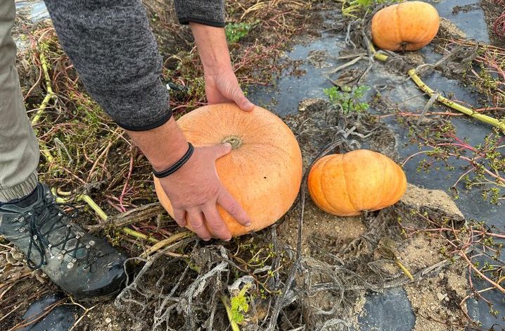 Une saison difficile pour les producteurs de courges