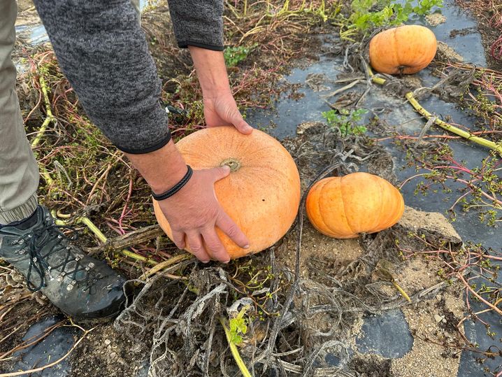 Une saison difficile pour les producteurs de courges