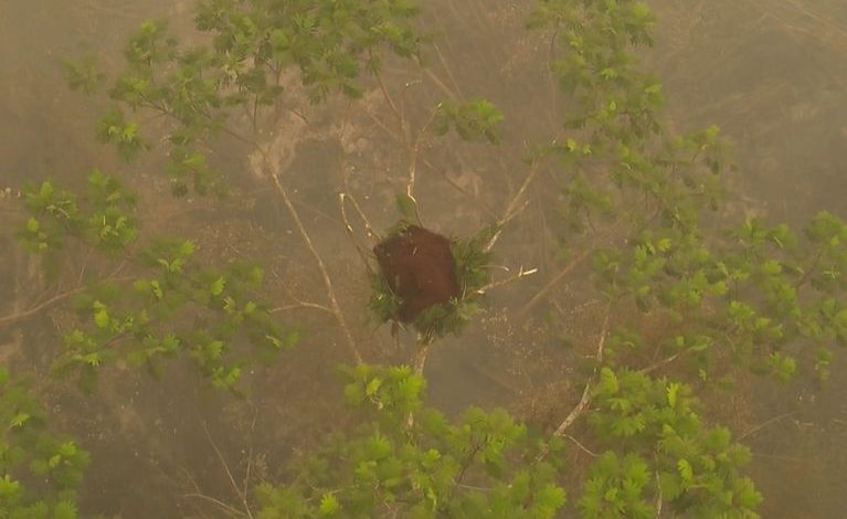 Le Sauvetage des Orangs-Outans de Bornéo Menacés par les Flammes