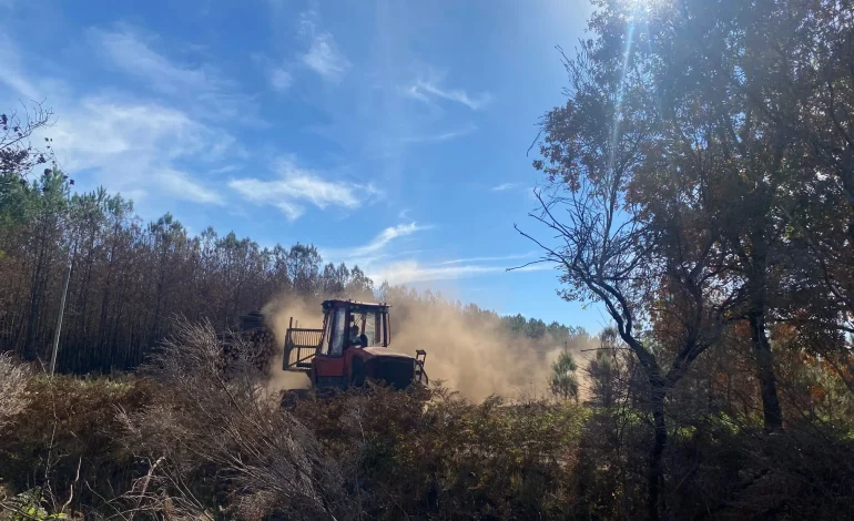 Réhabilitation des Forêts Incendiées : Un Défi Urgent