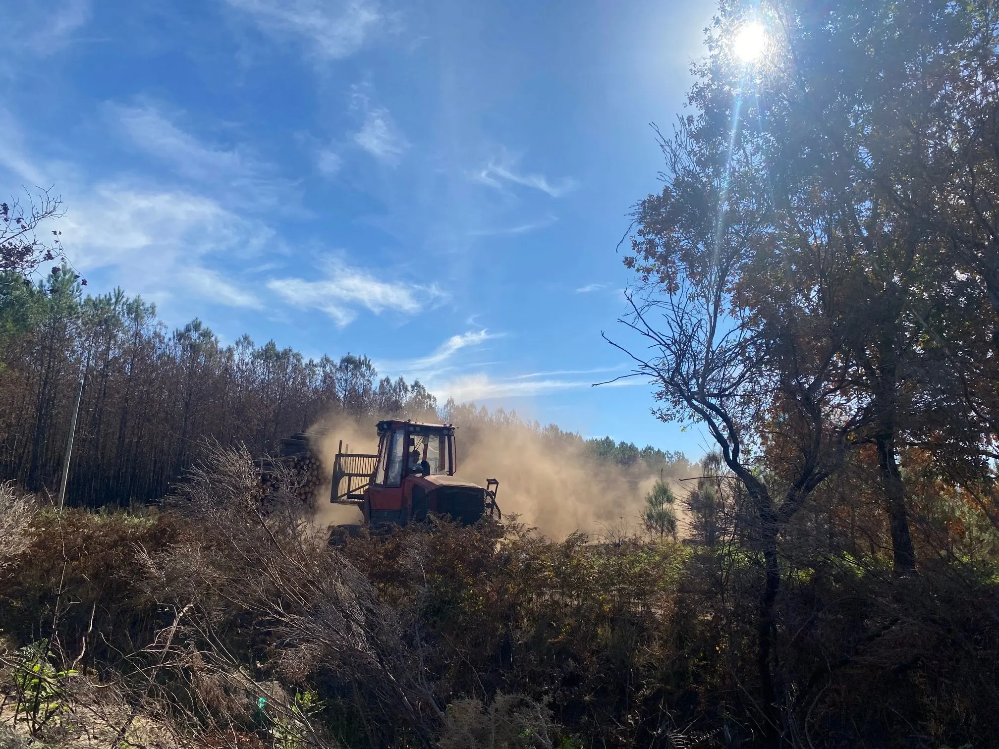 Réhabilitation des Forêts Incendiées : Un Défi Urgent