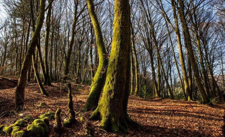 Sylviculture douce dans le Morvan: Un modèle de résilience pour les forêts face à la sécheresse