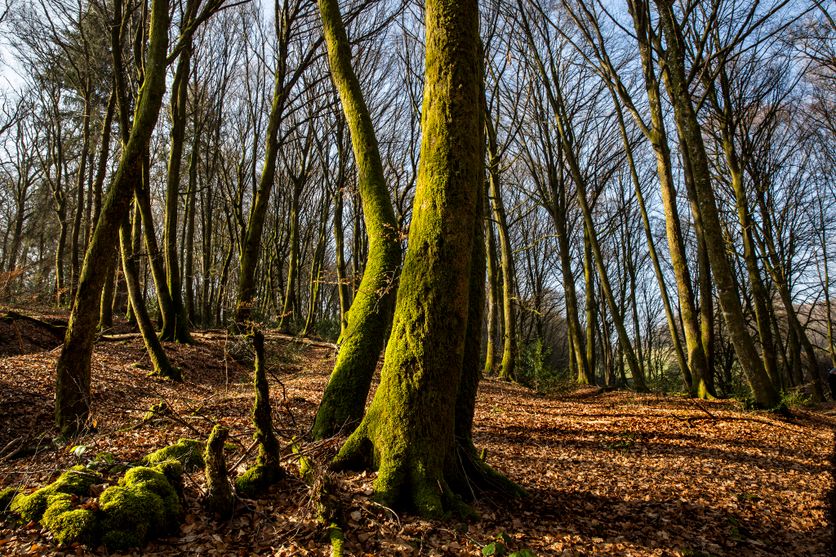 Sylviculture douce dans le Morvan: Un modèle de résilience pour les forêts face à la sécheresse