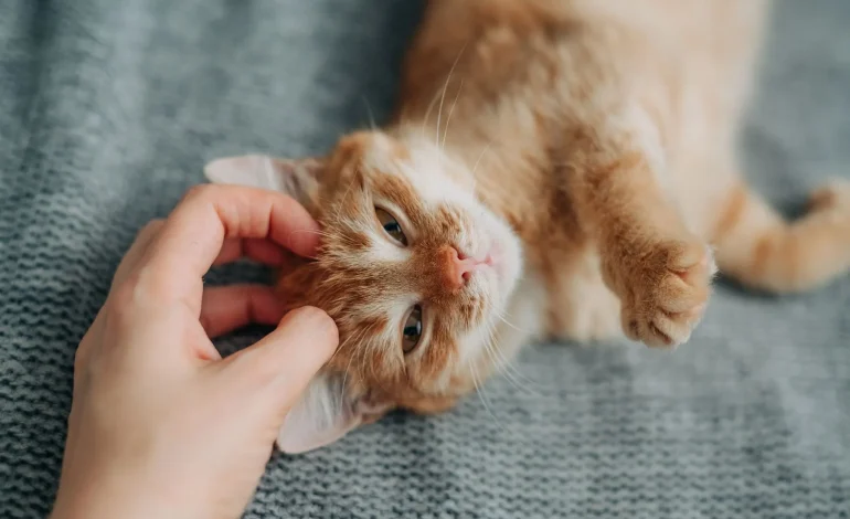 Les bénéfices du ronronnement du chat pour l&rsquo;homme et l&rsquo;animal