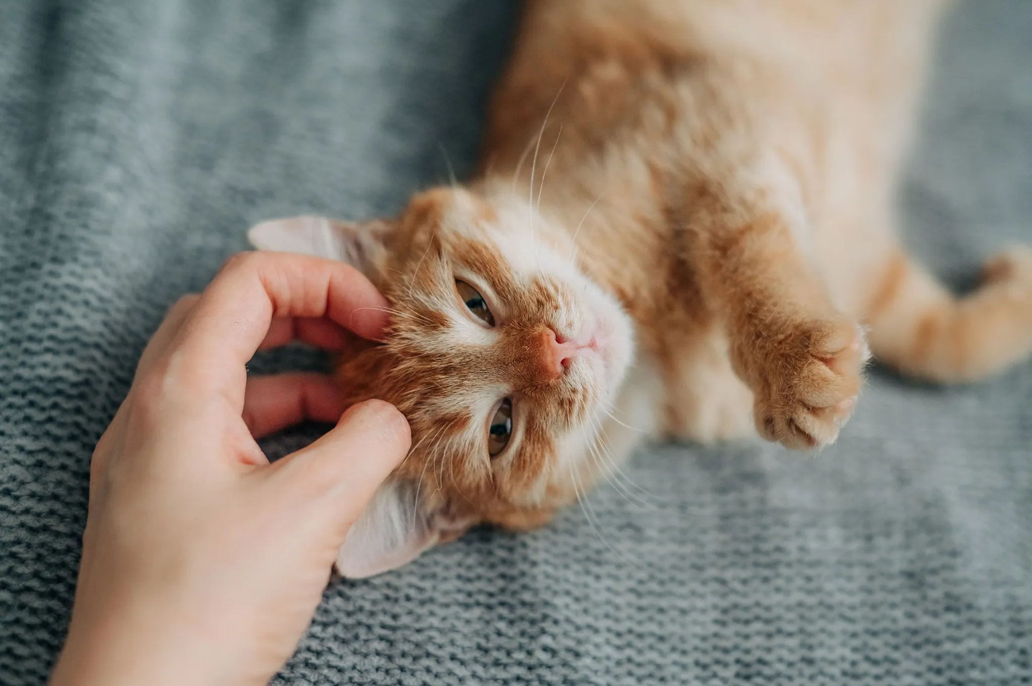 Les bénéfices du ronronnement du chat pour l&rsquo;homme et l&rsquo;animal