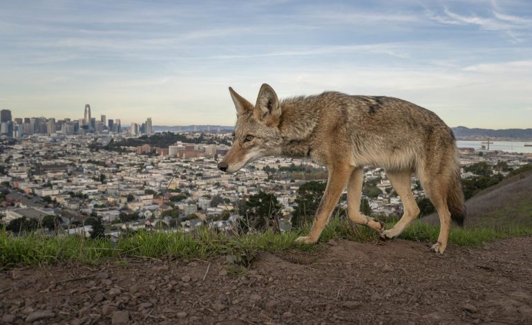 Un aperçu des lauréats du Wildlife Photographer of the Year 2026