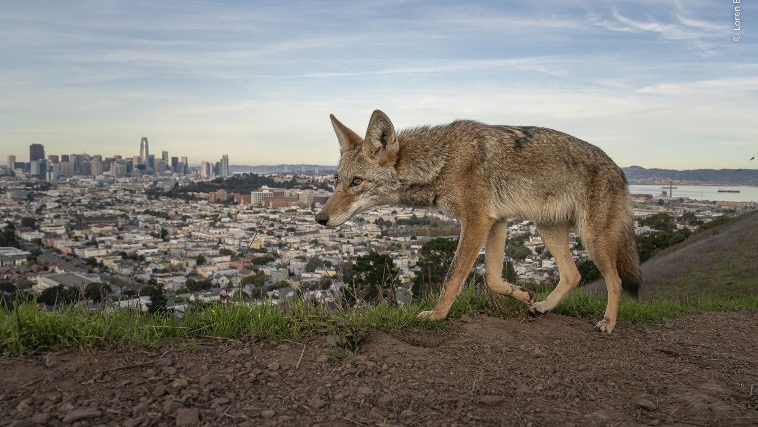 Un aperçu des lauréats du Wildlife Photographer of the Year 2026