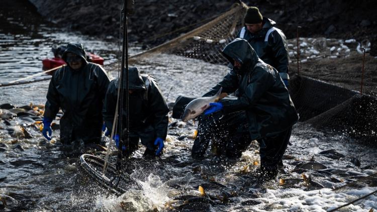 Impacts d&rsquo;El Niño sur le secteur de la pêche et l&rsquo;environnement en Amérique Latine
