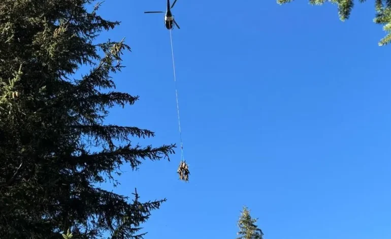 Attaque de Loups sur un Troupeau de Brebis à Villard-de-Lans