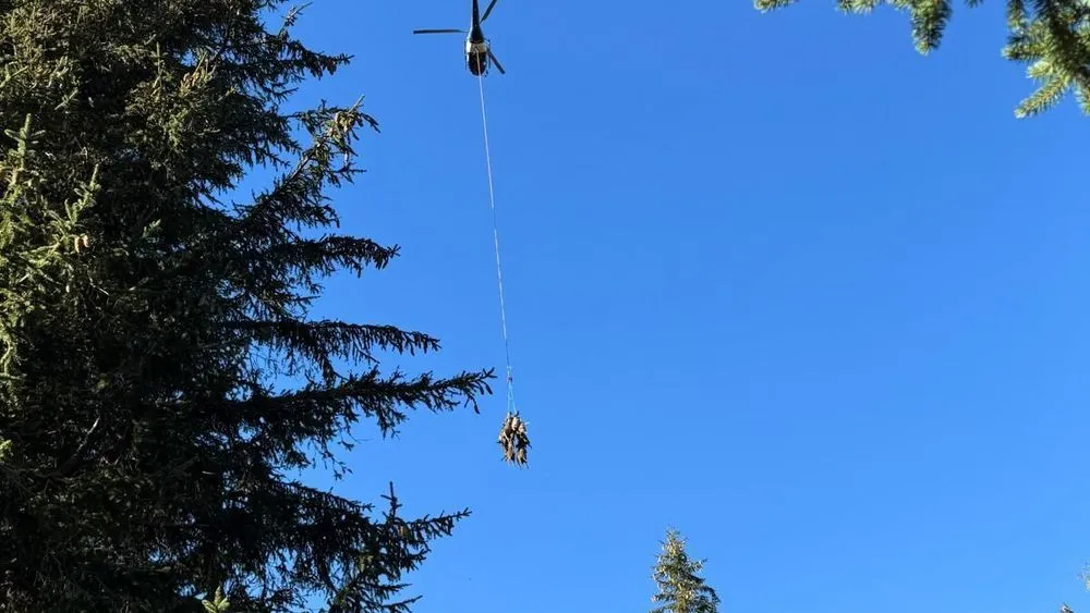 Attaque de Loups sur un Troupeau de Brebis à Villard-de-Lans