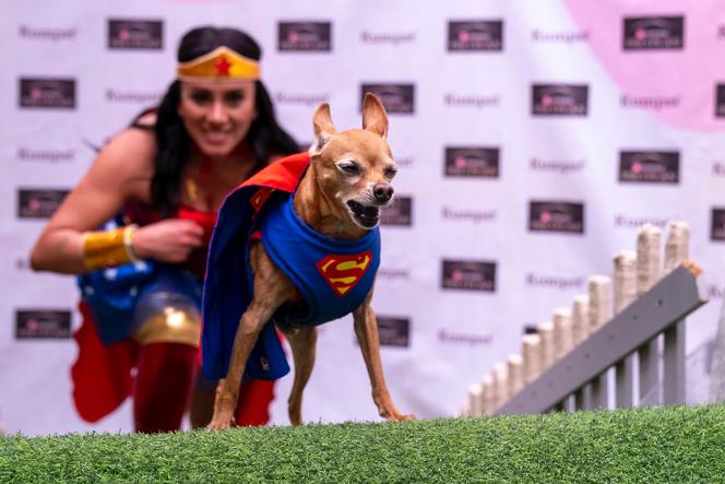 Le Statut Privilégié des Chiens dans les Foyers Colombiens