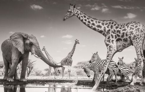 Wildlife Photographer of the Year 2026