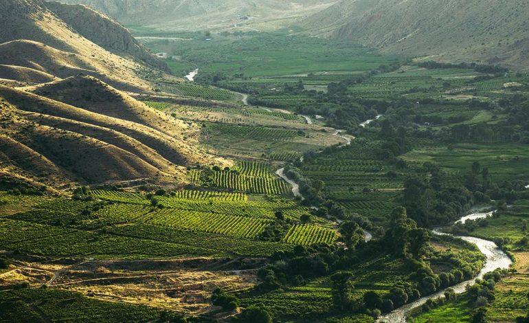 La renaissance viticole de Vayots Dzor
